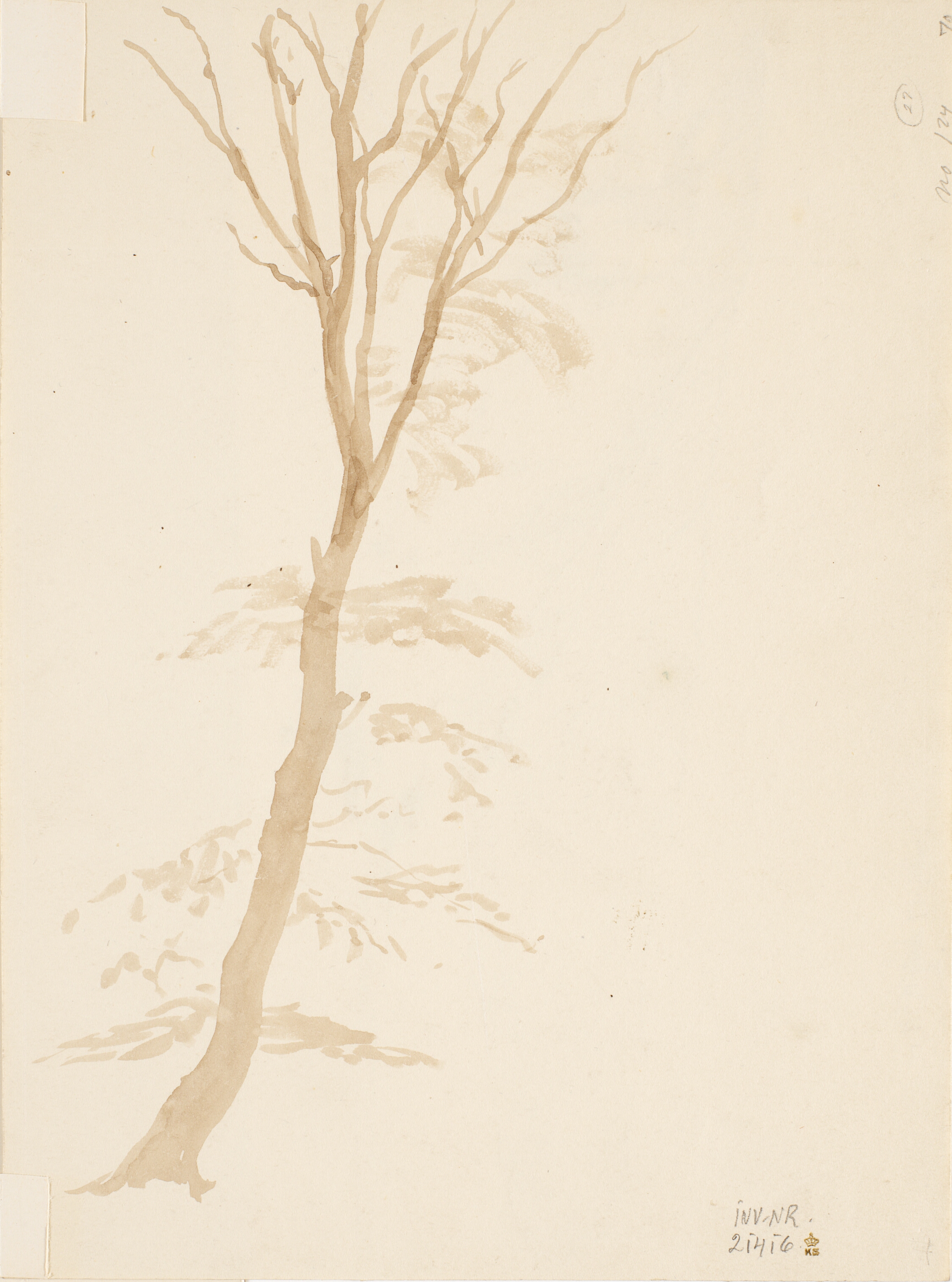 Studie af ungt bøgetræ med kun lidt løv.